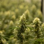 Свойства и виды семян конопли и их применение