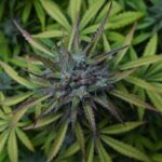 Семена конопли регуляры свойства и преимущества использования