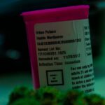 Выращивание технической конопли в России: преимущества и легальные аспекты