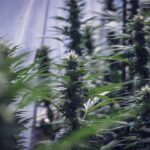 Свойства и применение обжаренных семян конопли