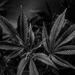 Тест полоски на наркотики