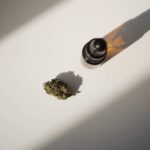 Банк семян конопли и их характеристики