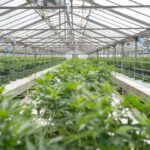 Освещение для выращивания конопли дома