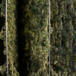 Марихуана в Нижнем Новгороде