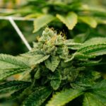 Купить семена марихуаны онлайн в России