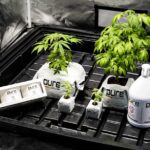 Семена конопли Вдова — описание сорта и преимущества