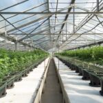 Семена конопли свойства и применение в Ярославле