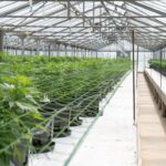 Купить марихуану в Луганске и правовые аспекты ее использования