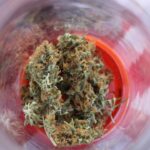 Банк семян конопли и их характеристики img-2840.jpg