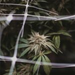 Семена конопли полезные свойства и применение