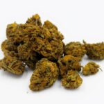 Автофеменизированные семена конопли свойства и характеристики