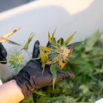 Приобретение семян конопли в России и их доставка