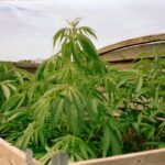 Семена конопли Pakistan Valley feminised Ganja Seeds