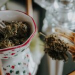 Семена конопли полезные свойства и применение