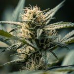 Семена конопли питательная ценность и полезные свойства