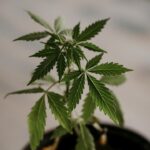 Покупка гашиша в России и его правовой статус