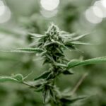 Выращивание технической конопли и выбор семян конопли технической оптом