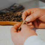 Сорт конопли Супер Критикал феминизированный от Грин Хаус Сидс