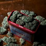 Купить семена конопли в Москве и других городах России