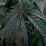 Сорт конопли Purple Queen feminised от Royal Queen Seeds