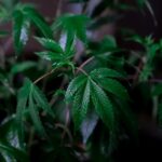 Конопля в Омске и России: свойства, виды и легальность приобретения