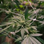 Кодеин содержащие препараты и правила их приобретения img-495.jpg