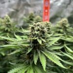 Марихуана и ее свойства img-5.jpg