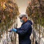 Купить ЛСД в Интернете Подробное Руководство img-56.jpg