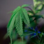 Семена марихуаны и их характеристики