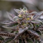 Семя конопли как корм для птиц