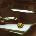 Полезные свойства черного семени конопли