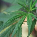 Семена марихуаны и их характеристики