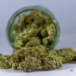 Покупка семян конопли онлайн: преимущества и характеристики