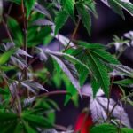 Спайс и его последствия для здоровья и свободы в России