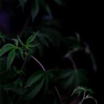 Семена конопли регуляр свойства и преимущества