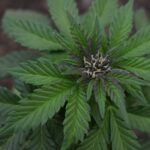 Свойства и польза семян конопли для здоровья и кулинарии img-73.jpg