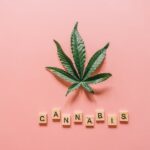 Семена конопли свойства виды цены и способы приобретения