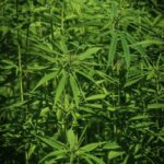 Сорт конопли Auto Jock Horror от Nirvana Seeds свойства и преимущества выращивания феминизированных семян