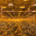 Легкодоступные лекарственные препараты с потенциалом зависимости img-870.jpg