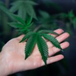 Конопля в Омске и России: свойства, виды и легальность приобретения