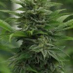 Купить спайс в Пензе безопасно и без проблем