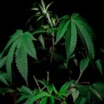 Кракен маркетплейс даркнет площадка и ее особенности