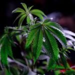 Спайс и его правовой статус в России и Украине