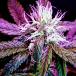 Семена конопли в Санкт-Петербурге