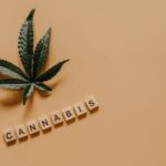 Сорт конопли Burabay feminised от Bang Seeds